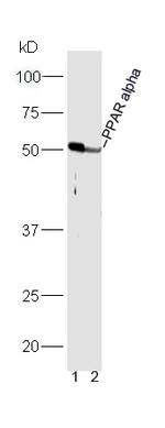 PPAR alpha Antibody in Western Blot (WB)