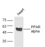 PPAR alpha Antibody in Western Blot (WB)