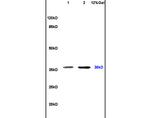 SIAH1/2 Antibody in Western Blot (WB)