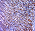 HOXB4 Antibody in Immunohistochemistry (Paraffin) (IHC (P))