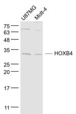 HOXB4 Antibody in Western Blot (WB)
