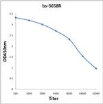 NIPP1/ARD1 Antibody in ELISA (ELISA)