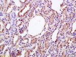 Bag1/RAP46 Antibody in Immunohistochemistry (Paraffin) (IHC (P))