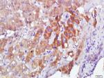 Calmodulin Antibody in Immunohistochemistry (Paraffin) (IHC (P))