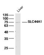 SLC44A1/CD92 Antibody in Western Blot (WB)