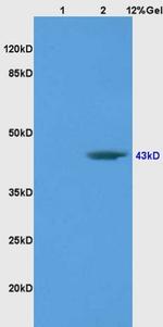 BRN3A Antibody in Western Blot (WB)