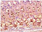 DIO2 Antibody in Immunohistochemistry (Paraffin) (IHC (P))