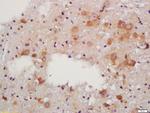 RALDH2 Antibody in Immunohistochemistry (Paraffin) (IHC (P))