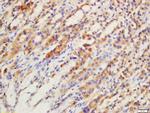 GPR15 Antibody in Immunohistochemistry (Paraffin) (IHC (P))
