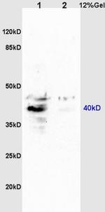 GPR15 Antibody in Western Blot (WB)