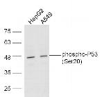 Phospho-P53 (Ser20) Antibody in Western Blot (WB)