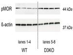 Phospho-mu Opioid Receptor (Ser375) Antibody in Western Blot (WB)