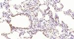 Phospho-PKC delta (Thr505, Thr507) Antibody in Immunohistochemistry (Paraffin) (IHC (P))