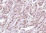 Phospho-Cyclin B1 (Ser126) Antibody in Immunohistochemistry (Paraffin) (IHC (P))