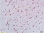 STMN2/SCG10 Antibody in Immunohistochemistry (Paraffin) (IHC (P))