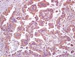 HSF1 Antibody in Immunohistochemistry (Paraffin) (IHC (P))