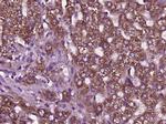 SCD1 Antibody in Immunohistochemistry (Paraffin) (IHC (P))