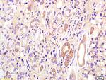 CD75 Antibody in Immunohistochemistry (Paraffin) (IHC (P))
