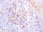 Glucagon Antibody in Immunohistochemistry (Paraffin) (IHC (P))