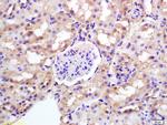 Villin Antibody in Immunohistochemistry (Paraffin) (IHC (P))