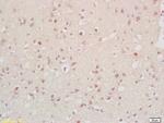 Cyclin G2 Antibody in Immunohistochemistry (Paraffin) (IHC (P))