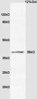 Cyclin G2 Antibody in Western Blot (WB)