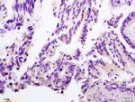 Lactate Dehyrdrogenase Antibody in Immunohistochemistry (Paraffin) (IHC (P))
