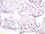 HNF4A Antibody in Immunohistochemistry (Paraffin) (IHC (P))