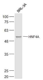 HNF4A Antibody in Western Blot (WB)