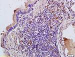 RHEB Antibody in Immunohistochemistry (Paraffin) (IHC (P))