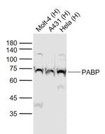 PABP Antibody in Western Blot (WB)