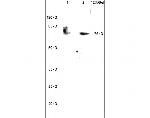 Methyl-PABP (Arg455, Arg460) Antibody in Western Blot (WB)
