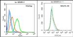 BCMA/CD269 Antibody in Flow Cytometry (Flow)