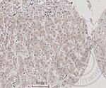 TNFSF9/CD137L Antibody in Immunohistochemistry (Paraffin) (IHC (P))
