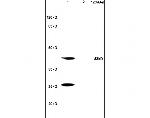 HSD17B2 Antibody in Western Blot (WB)