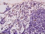 cGMP Antibody in Immunohistochemistry (Paraffin) (IHC (P))