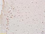 GTPBP10 Antibody in Immunohistochemistry (Paraffin) (IHC (P))