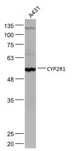 CYP2R1 Antibody in Western Blot (WB)