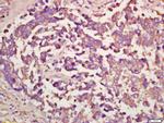 Lrp2/Megalin Antibody in Immunohistochemistry (Paraffin) (IHC (P))