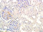 PNMT Antibody in Immunohistochemistry (Paraffin) (IHC (P))