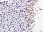 SLCO2B1/OATPB Antibody in Immunohistochemistry (Paraffin) (IHC (P))