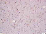 SLCO2B1/OATPB Antibody in Immunohistochemistry (Paraffin) (IHC (P))