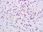 ADCY7 Antibody in Immunohistochemistry (Paraffin) (IHC (P))