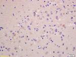 G protein alpha S Antibody in Immunohistochemistry (Paraffin) (IHC (P))