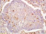 G protein alpha S Antibody in Immunohistochemistry (Paraffin) (IHC (P))