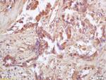 IDH2 Antibody in Immunohistochemistry (Paraffin) (IHC (P))