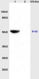 IDH2 Antibody in Western Blot (WB)