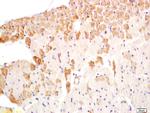 LKB1 Antibody in Immunohistochemistry (Paraffin) (IHC (P))