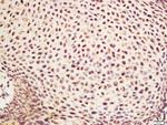 NDUFA1 Antibody in Immunohistochemistry (Paraffin) (IHC (P))