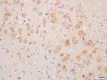 NDUFA8 Antibody in Immunohistochemistry (Paraffin) (IHC (P))